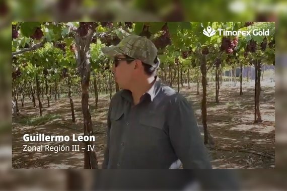 Video: Zonal agroAMIGO Guillermo León - Timorex Gold - imagen