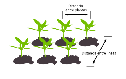 Syngenta
