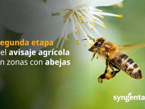 banner_abejas_1.jpg