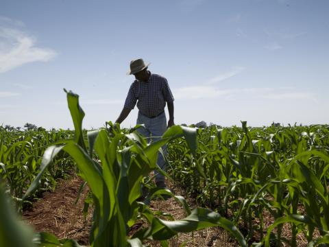Productor agrícola revisando plantas de maíz en etapa vegetativa durante monitoreo de plagas del maíz en campo. 