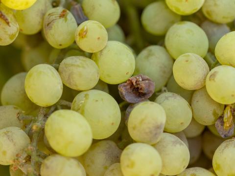 Enfermedades de la vid en racimo de uva blanca: cicatrices de oídio en epidermis y grano colapsado por Botrytis en viñedo chileno.