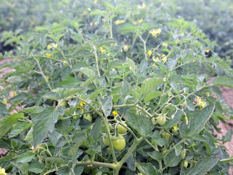 Plagas en frutales afectan rendimiento y categoría exportable. Aprenda a detectarlas en el cultivo y tome decisiones con criterio técnico. Consulte en Syngenta