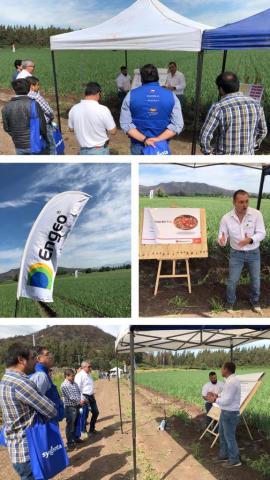 Soluciones  para cultivo de cebollas tuvieron su día de campo