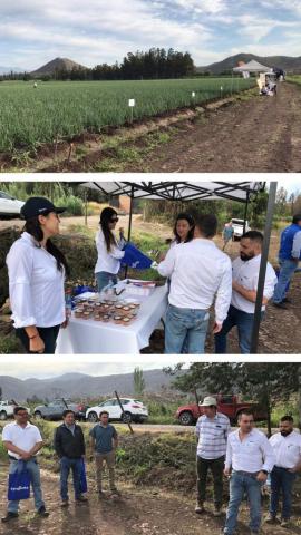 Soluciones  para cultivo de cebollas tuvieron su día de campo