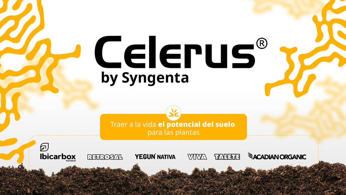 Banner Celerus