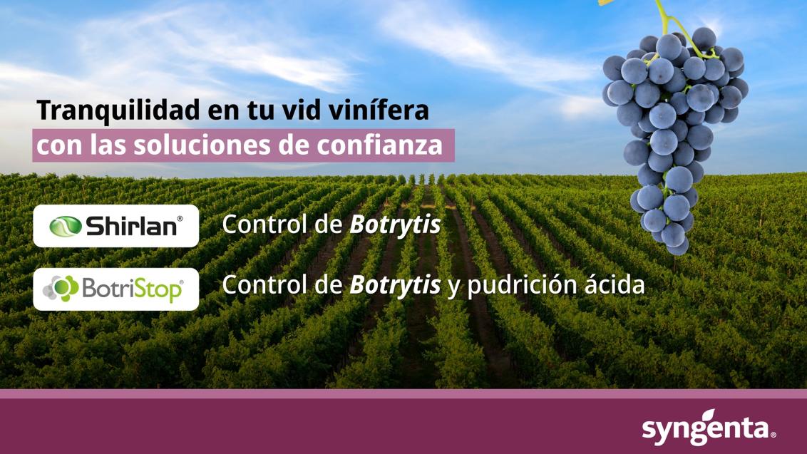 banner-vides-syngenta_.jpg