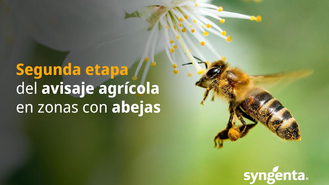 banner_abejas_1.jpg