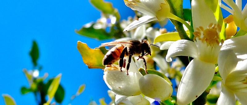 Operation Pollinator en Chile