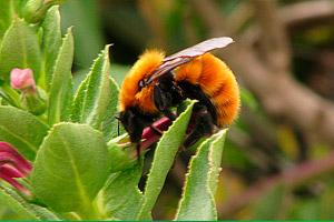Operation Pollinator