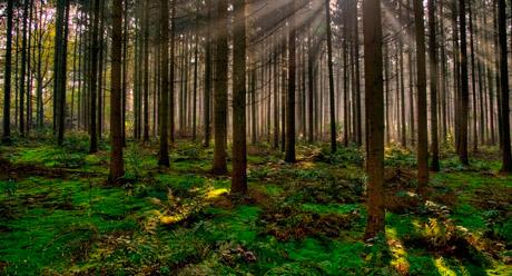 Forestal