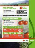 Tomate Leila