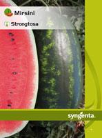 Semillas cucurbitáceas – Mirsini y portainjerto Strongtosa