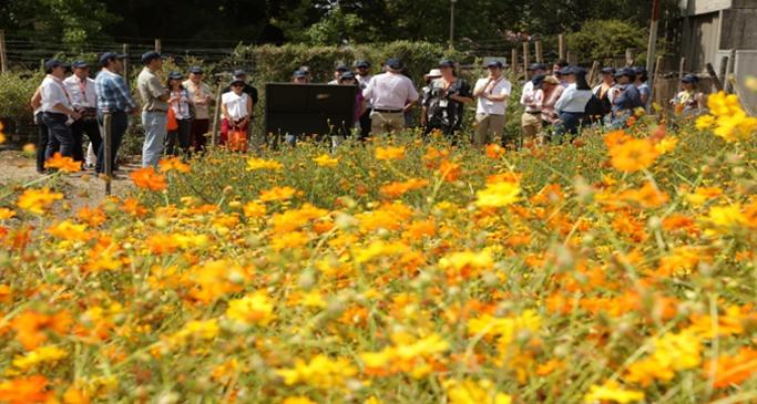 portada siembre de flores