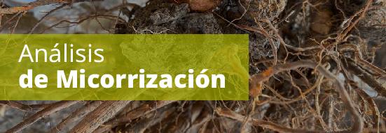 Análisis de Micorrización