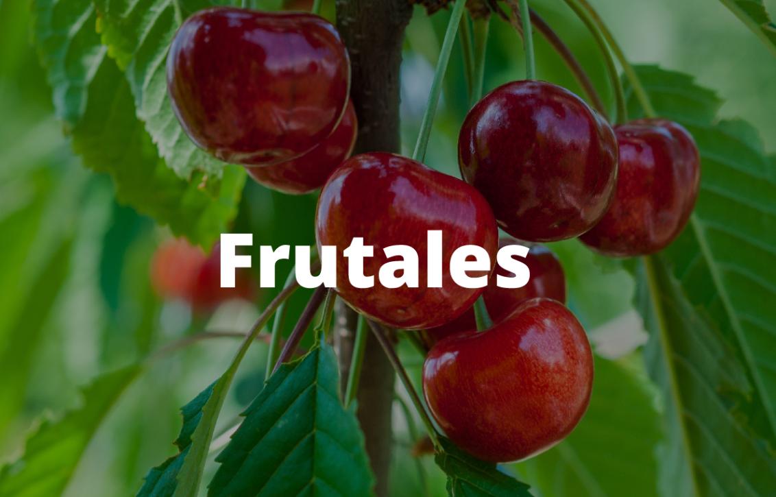 Imagen Frutales