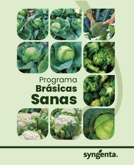 Programa brásicas sanas
