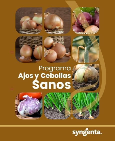 Programa ajos y cebollas sanas