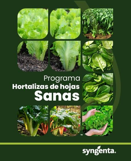 Programa Hortalizas de Hoja Sanas
