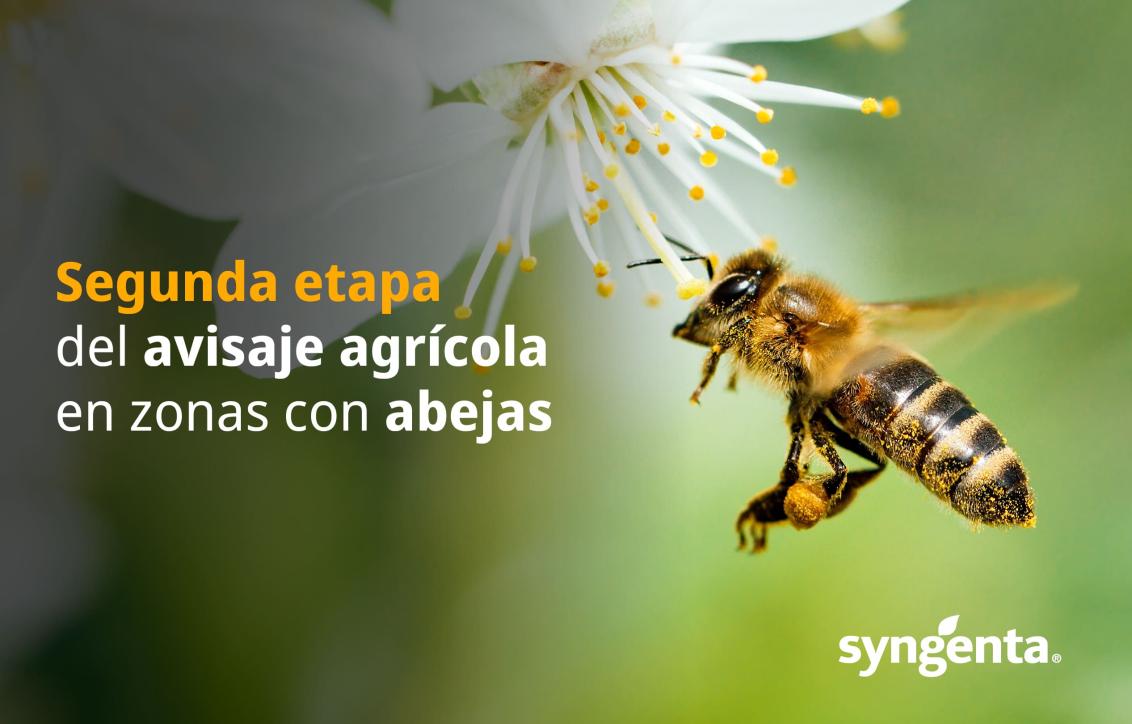 banner_abejas_1.jpg