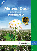 Miravis Duo - papa