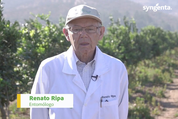 Video Renato Ripa
