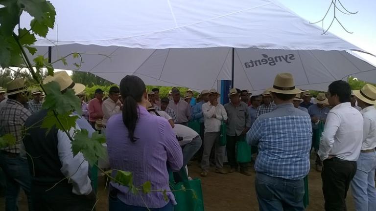 2da versión del Día de Campo de la Cebolla