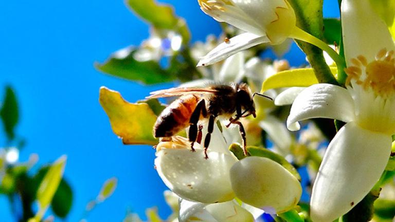 Operation Pollinator en Chile