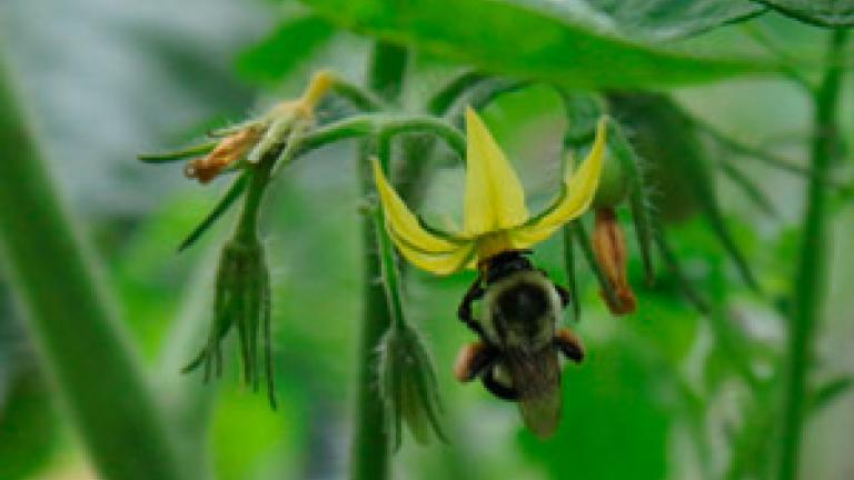Operation Pollinator