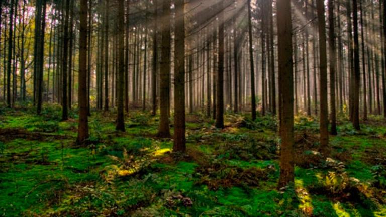 Forestal