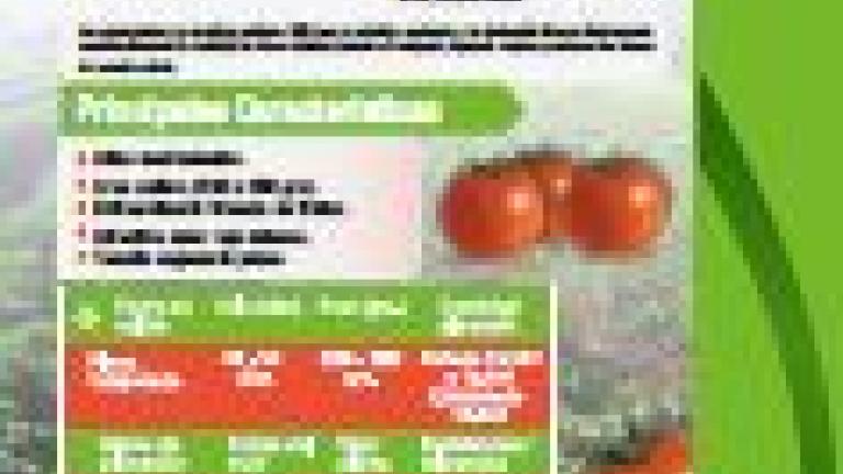 Tomate Leila