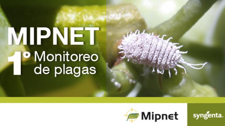 Programa MIPnet