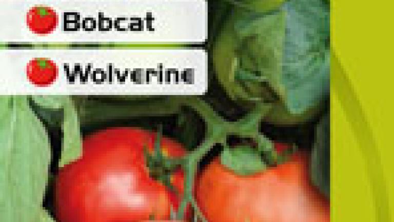Tomate Determinado – Bobcat - Wolverine