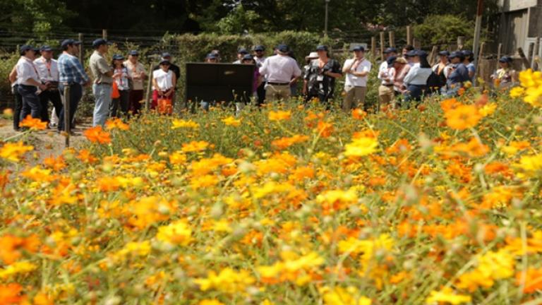 portada siembre de flores