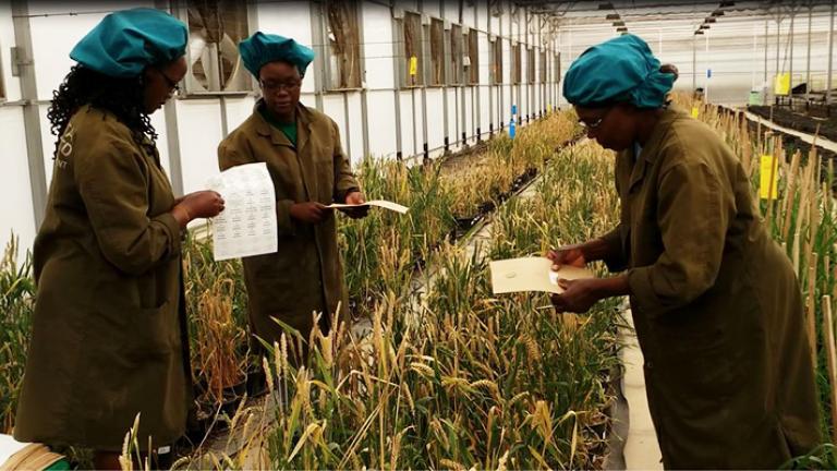 Syngenta Arica Celebra Día de la Multiculturalidad