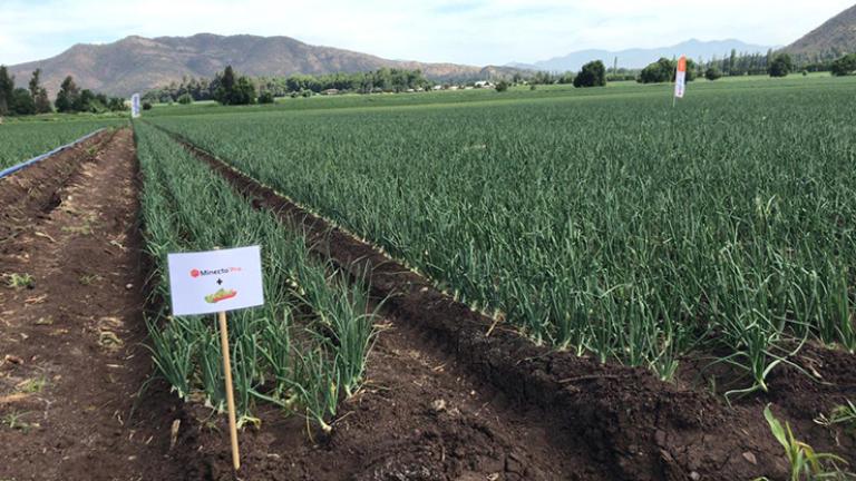 Soluciones  para cultivo de cebollas tuvieron su día de campo 