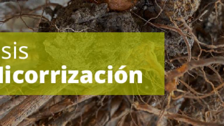 Análisis de Micorrización