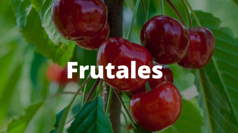 Imagen Frutales