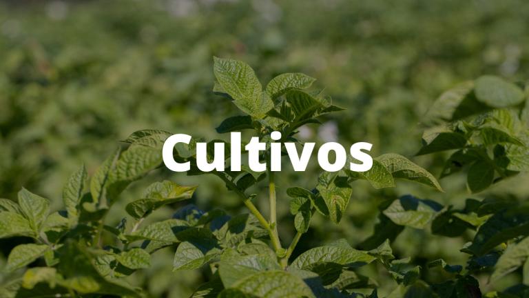 Imagen Cultivos