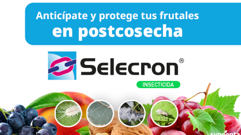 banner_revista_syngenta-selecron
