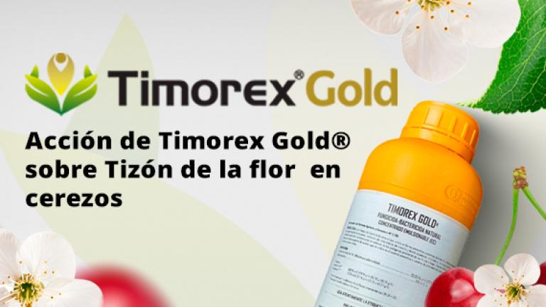 timorex gold