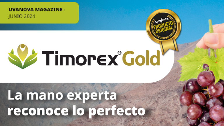nota timorex gold