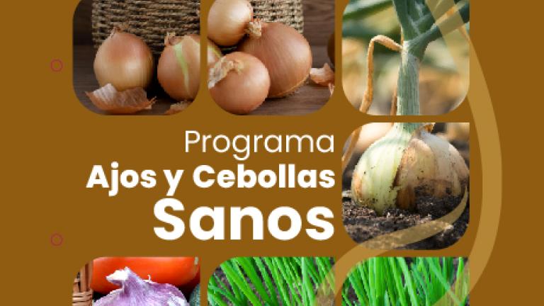 Programa ajos y cebollas sanas