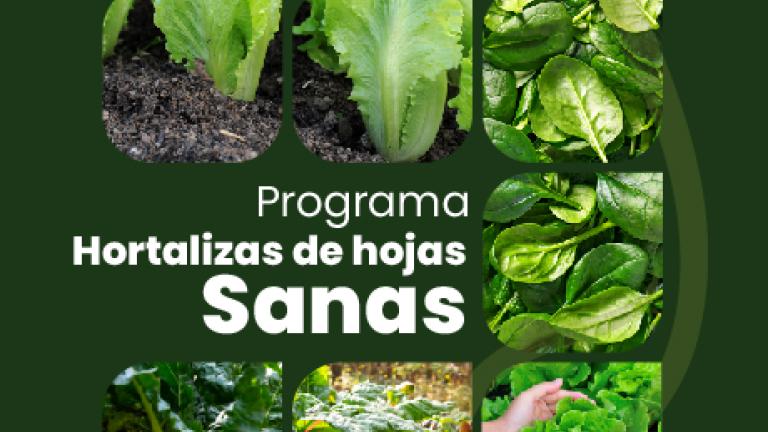 Programa Hortalizas de Hoja Sanas