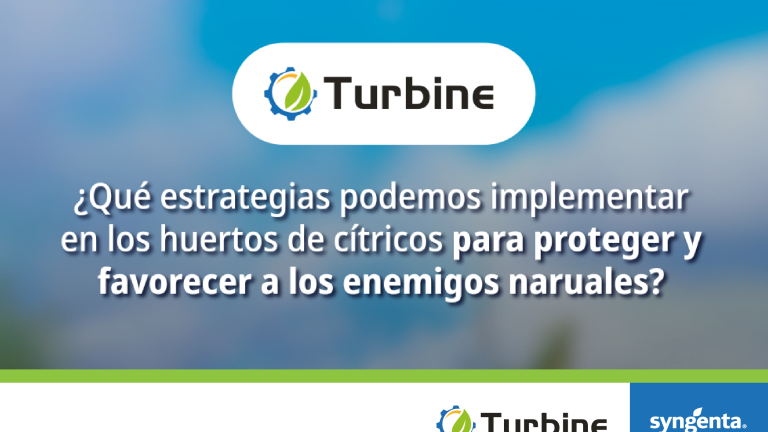 Turbine-Pilar-2-1