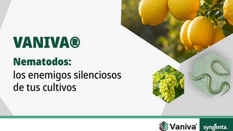 banner-web-vaniva-2.png