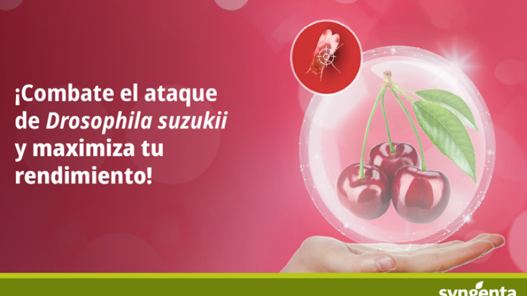 banner-web-drosophilas.png