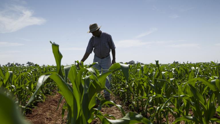 Productor agrícola revisando plantas de maíz en etapa vegetativa durante monitoreo de plagas del maíz en campo. 