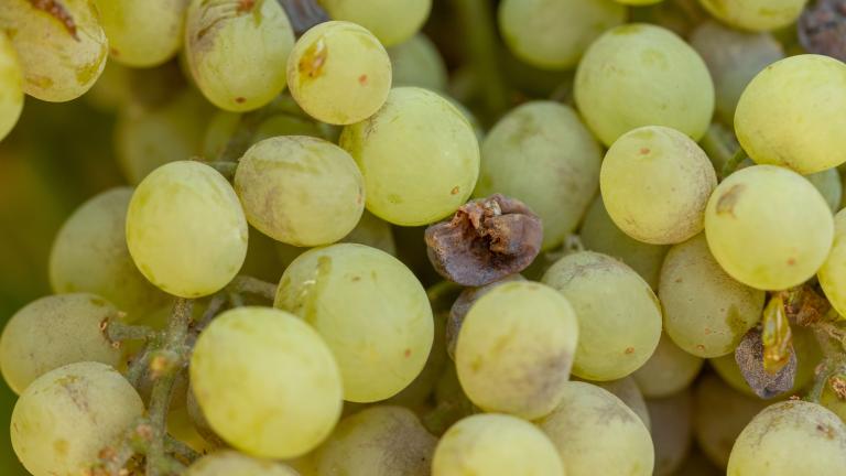 Enfermedades de la vid en racimo de uva blanca: cicatrices de oídio en epidermis y grano colapsado por Botrytis en viñedo chileno.