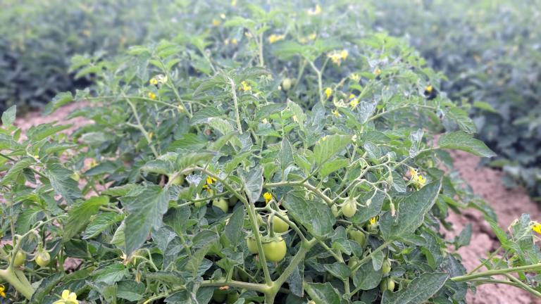 Plagas en frutales afectan rendimiento y categoría exportable. Aprenda a detectarlas en el cultivo y tome decisiones con criterio técnico. Consulte en Syngenta