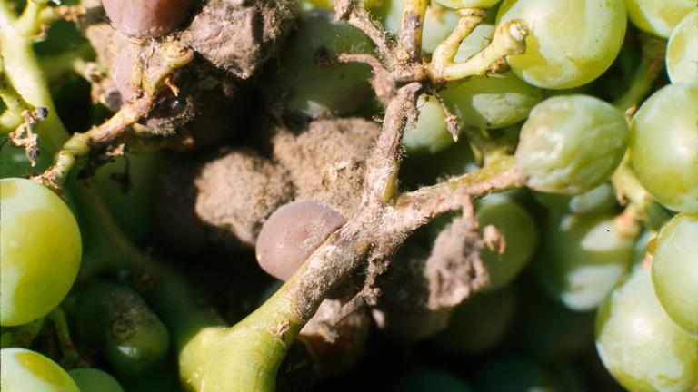Racimo de uva con botrytis: esporulación gris y bayas con pudrición en el raquis